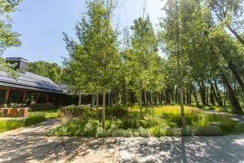 driveway island planting bed wild area grasses native trees 4