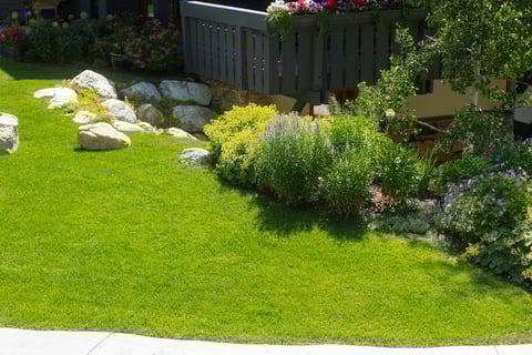lawn area hillside planting beds turf