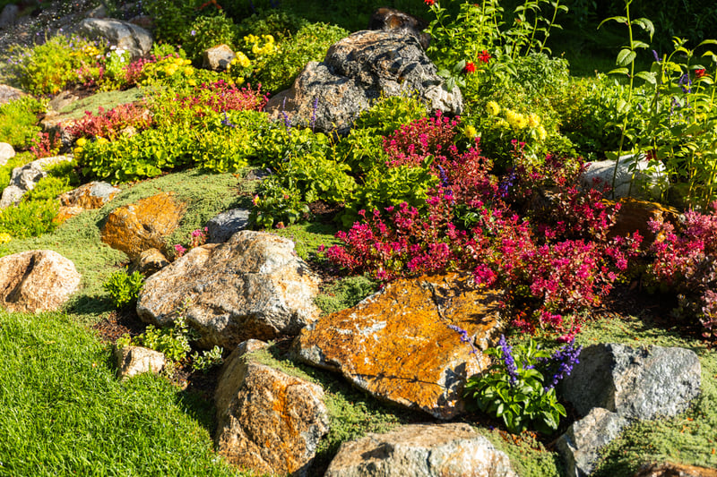 nice flowers annuals boulders groundcover natives bed