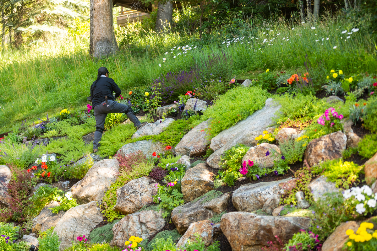 crew team maintenance weeding large hillside boulder and planting bed