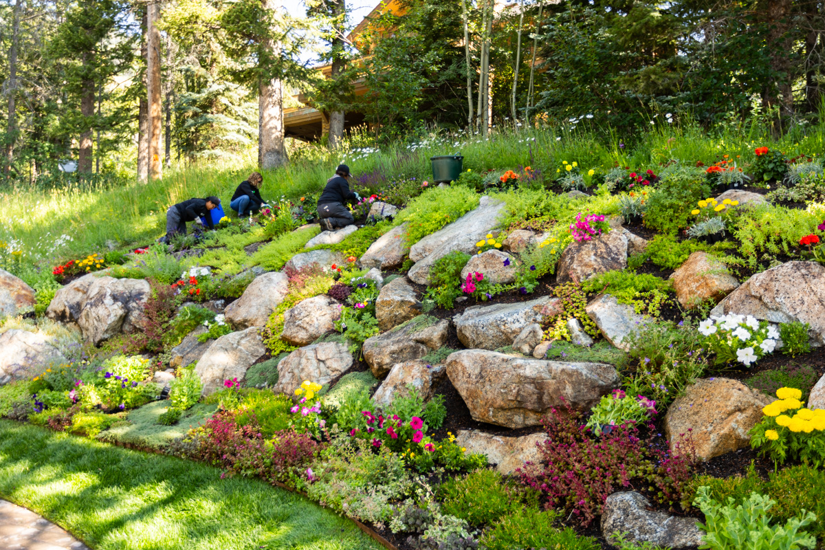crew team maintenance weeding large planting bed boulders groundcover perennials 6