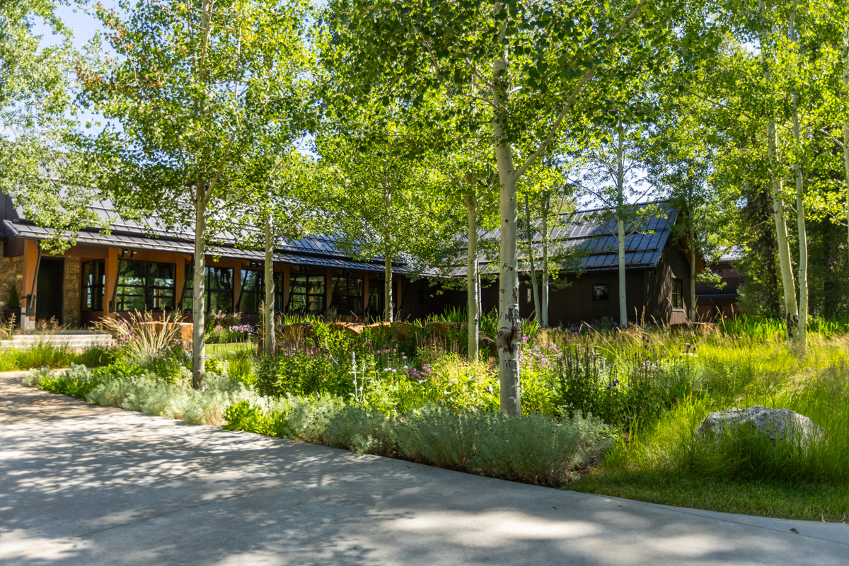 driveway island planting bed wild area grasses native trees 2