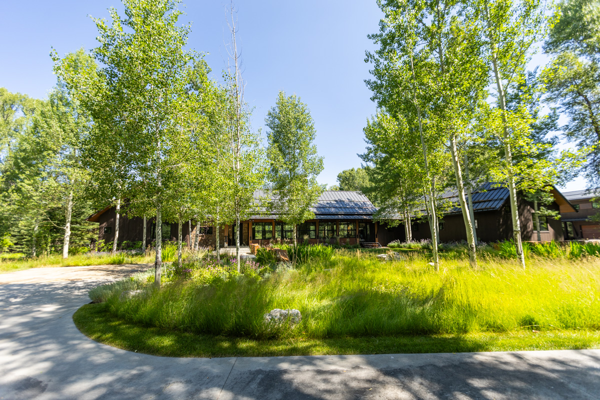 driveway island planting bed wild area grasses native trees