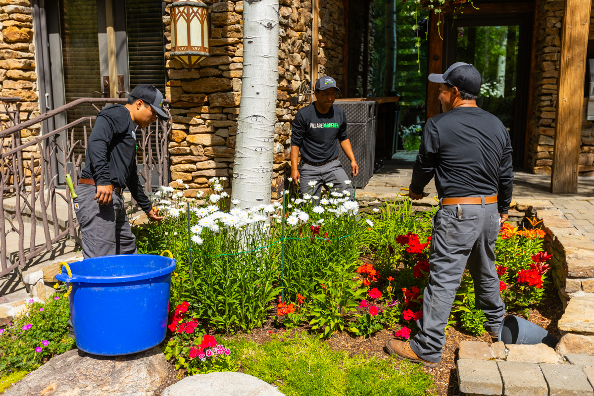 maintenance crew cleanup perennial planting bed paver walkway 4