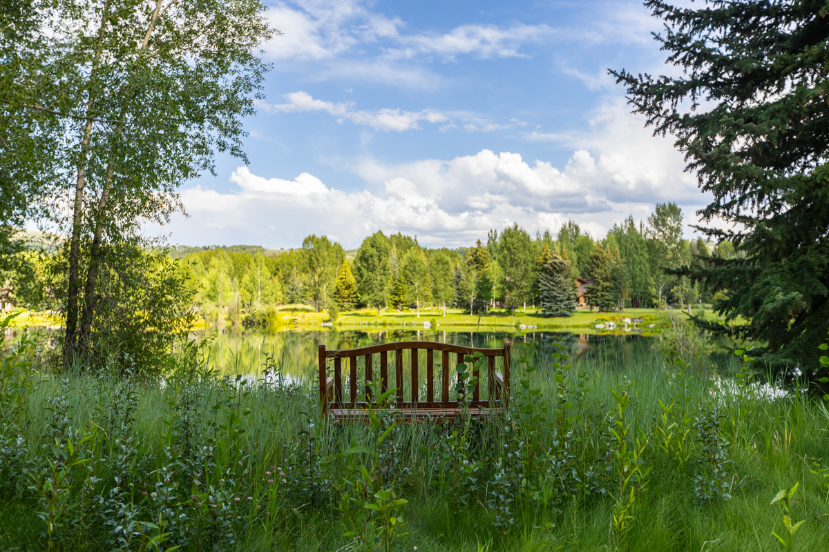 nice bench wild area trees horizon plants