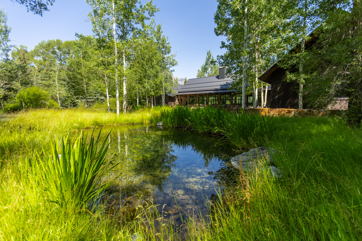 retention pond grasses wild native area aspen trees